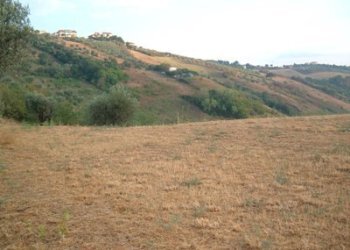 Terreno agricolo strada provinciale, Controguerra - foto 15