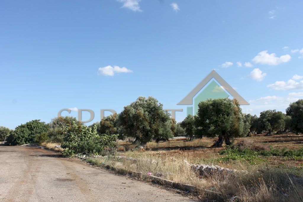 IMG_4960.JPG - Terreno edificabile S.S. 16 uscita zona industriale monopoli, Monopoli - foto 1