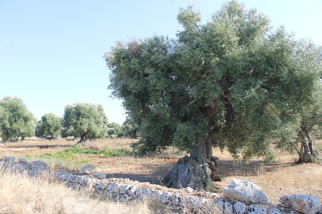 IMG_4951.JPG - Terreno edificabile S.S. 16 uscita zona industriale monopoli, Monopoli - foto 2