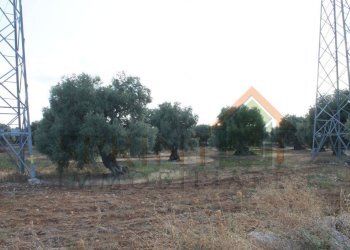 IMG_4956.JPG - Terreno edificabile S.S. 16 uscita zona industriale monopoli, Monopoli - foto 6