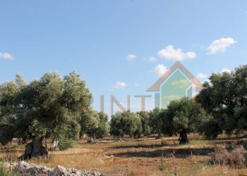 IMG_4959.JPG - Terreno edificabile S.S. 16 uscita zona industriale monopoli, Monopoli - foto 9