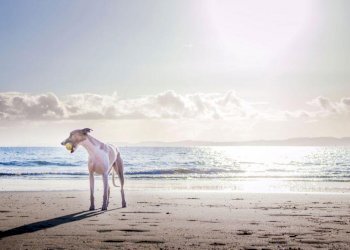 am18.jpg - Appartamento Ameglia - foto 8