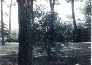 villa5.JPG - Villa Montignoso - foto 9