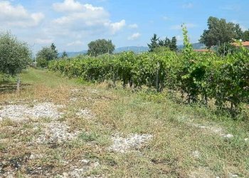 DSCN5262.JPG - Terreno edificabile Castelnuovo Magra - foto 7