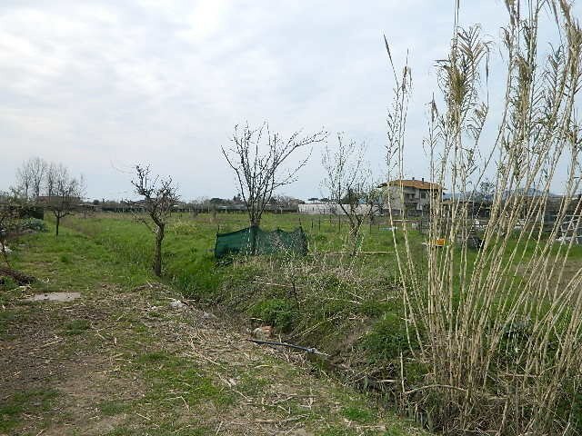 DSCN5250.JPG - Agricultural land Carrara - photo 2