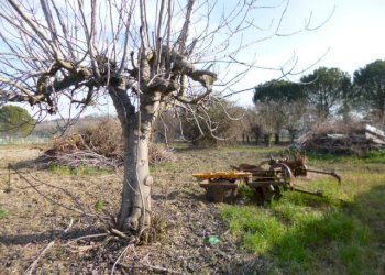 P1210688.JPG - Casa Colonica Castelbellino - foto 12