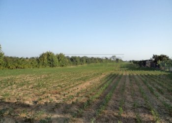 DSC08405.JPG - Terreno edificabile Villanova di Camposampiero - foto 1