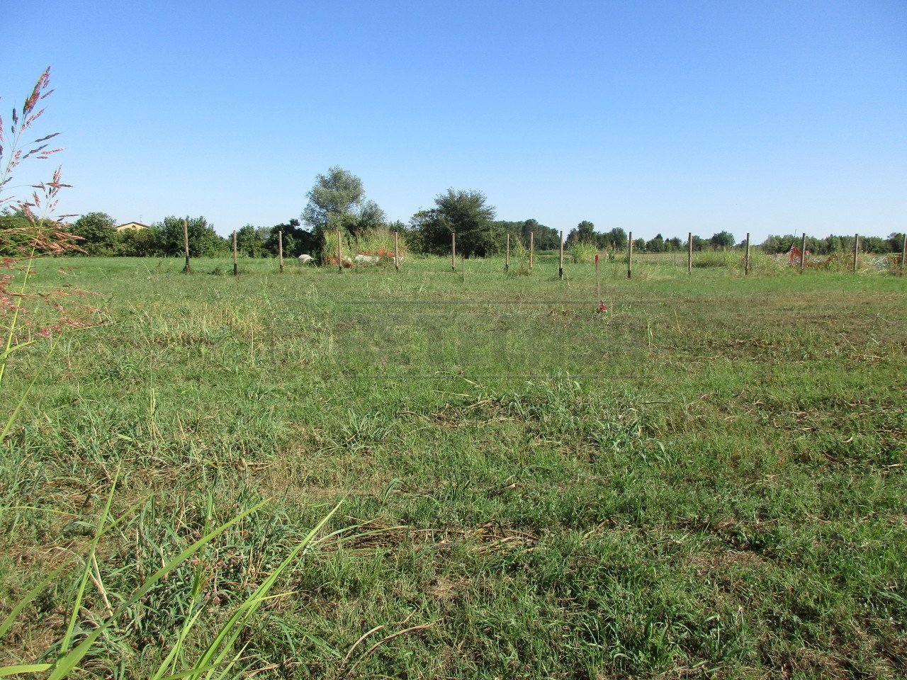 IMG_8455.JPG - Terreno edificabile Borgoricco - foto 3