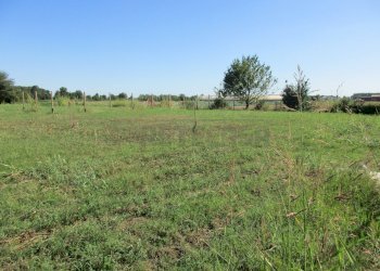 IMG_8454.JPG - Terreno edificabile Borgoricco - foto 2