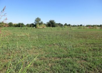 IMG_8455.JPG - Terreno edificabile Borgoricco - foto 3