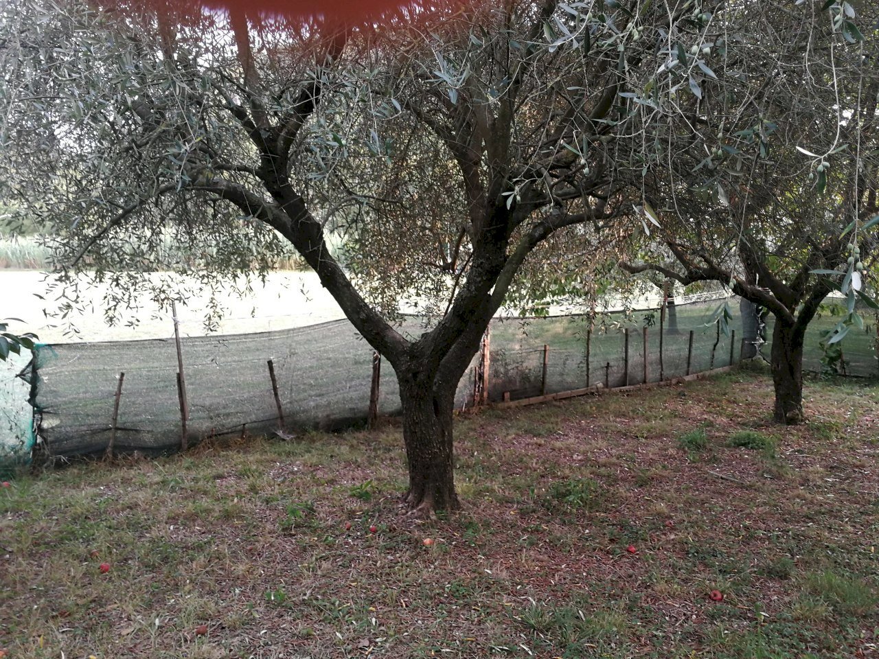 IMG_20180913_183803.jpg - Terreno edificabile Luni - foto 3