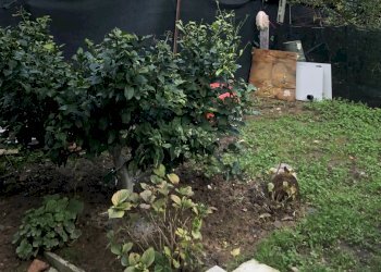 IMG_3518.jpg - Casa semi indipendente La Spezia - foto 13