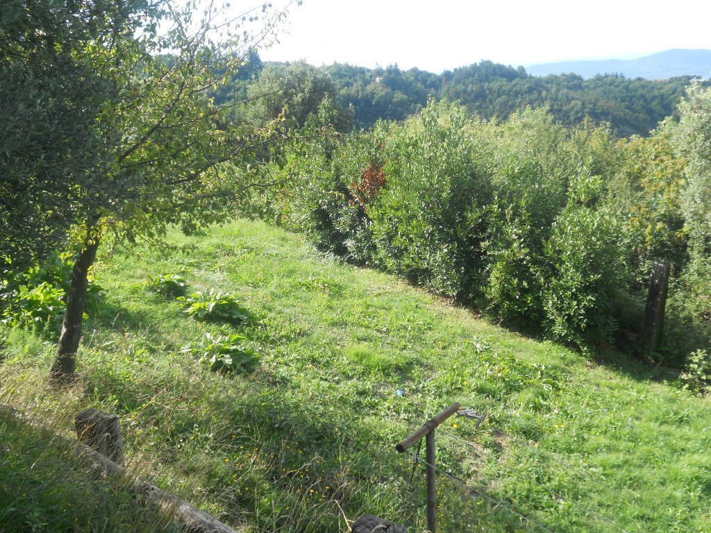 DSCN1833.jpg - Terreno agricolo Via Alta, Sarzana - foto 1