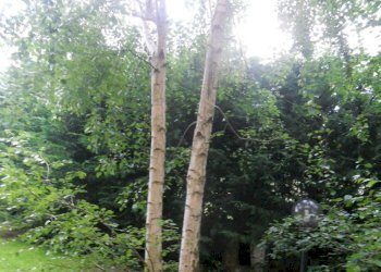 DSCN5792.jpg - Casa semi indipendente Via Caffaggiola 37, Luni - foto 14