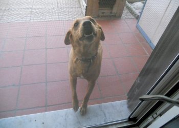 DSCN5512.jpg - Terratetto - Terracielo Via Nerchia 23, Sarzana - foto 11