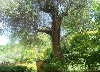 DSCN5001.jpg - Townhouse Via Carbonara 33, Castelnuovo Magra - photo 24