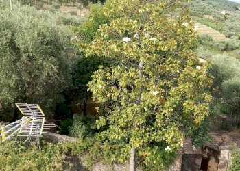 20190621_175240.jpg - Terratetto - Terracielo via di matraia, Lucca - foto 6