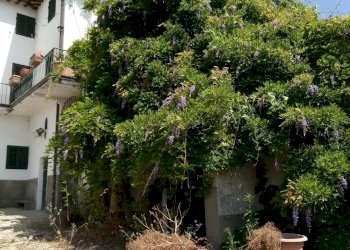 20190622_110516.jpg - Terratetto - Terracielo via di matraia, Lucca - foto 13