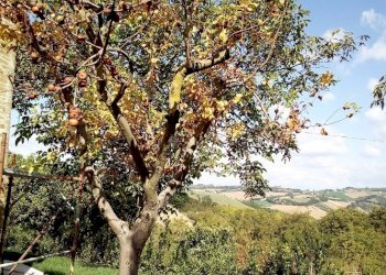 013 MONSAMPIETRO MORICO - Casa rurale in pietra e - Rustico Monsampietro Morico - foto 13