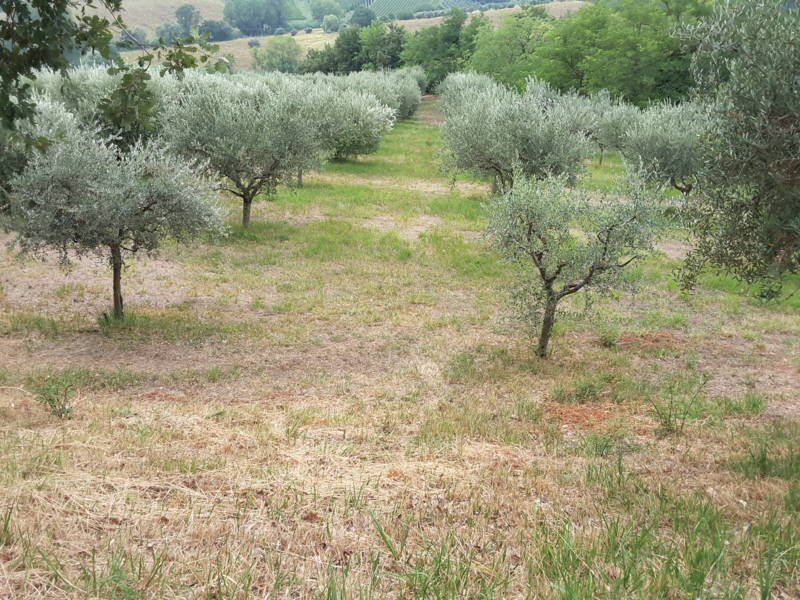 08 OFFAGNA- Agriturismo con uliveto.jpg - Agritourism Offagna - photo 1