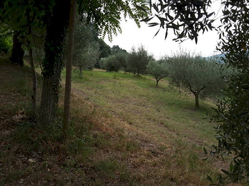 06 OFFAGNA- Agriturismo con uliveto.jpg - Agritourism Offagna - photo 2