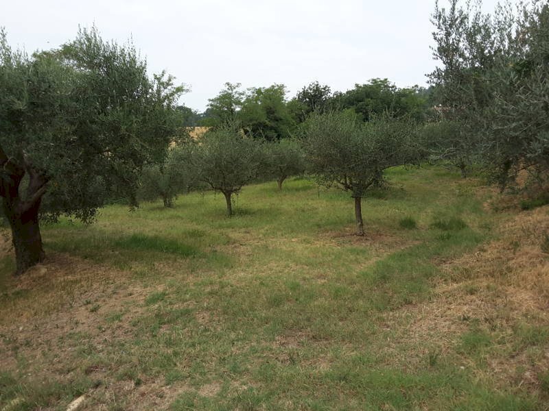 07 OFFAGNA- Agriturismo con uliveto.jpg - Agritourism Offagna - photo 3