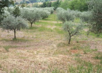 08 OFFAGNA- Agriturismo con uliveto.jpg - Agritourism Offagna - photo 1