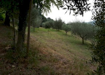 06 OFFAGNA- Agriturismo con uliveto.jpg - Agritourism Offagna - photo 2