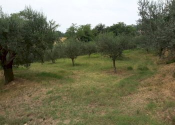07 OFFAGNA- Agriturismo con uliveto.jpg - Agritourism Offagna - photo 3