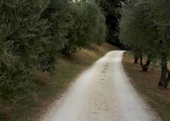 03 OFFAGNA- Agriturismo con uliveto.jpg - Agritourism Offagna - photo 4
