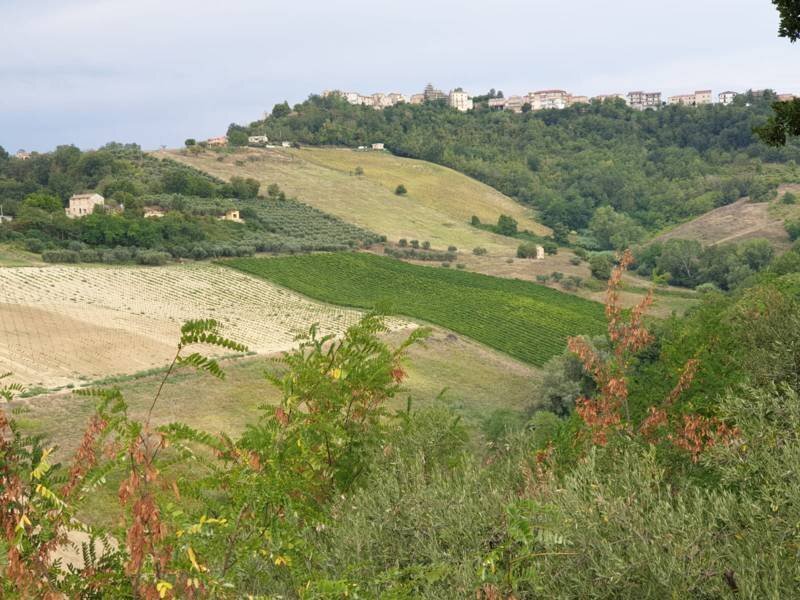 012 Carassai - Vigneto,uliveto e semina - Terreno agricolo Carassai - foto 2