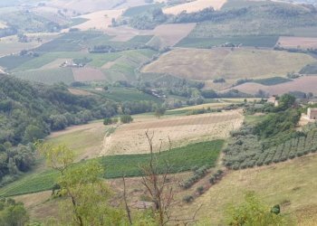 016 Carassai - Vigneto,uliveto e semina - Terreno agricolo Carassai - foto 1