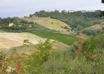 012 Carassai - Vigneto,uliveto e semina - Terreno agricolo Carassai - foto 2