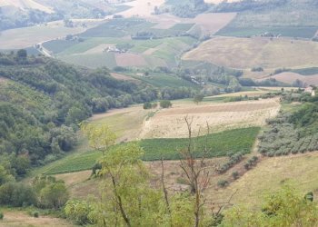 015 Carassai - Vigneto,uliveto e semina - Terreno agricolo Carassai - foto 3
