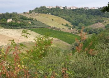 019 Carassai - Vigneto,uliveto e semina - Terreno agricolo Carassai - foto 4