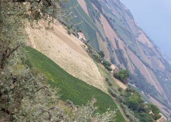 017 Carassai - Vigneto,uliveto e semina - Terreno agricolo Carassai - foto 6