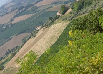 013 Carassai - Vigneto,uliveto e semina - Terreno agricolo Carassai - foto 7