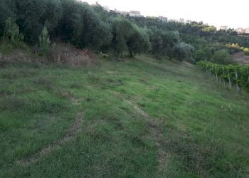 03 Carassai - Vigneto,uliveto e seminat - Terreno agricolo Carassai - foto 8