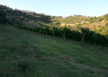 04 Carassai - Vigneto,uliveto e seminat - Terreno agricolo Carassai - foto 9