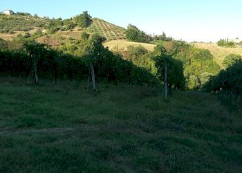 05 Carassai - Vigneto,uliveto e seminat - Terreno agricolo Carassai - foto 10