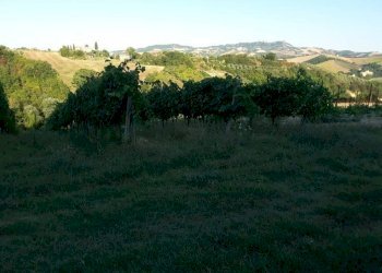 06 Carassai - Vigneto,uliveto e seminat - Terreno agricolo Carassai - foto 11