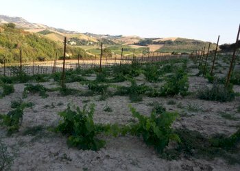 07 Carassai - Vigneto,uliveto e seminat - Terreno agricolo Carassai - foto 12