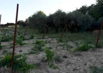 08 Carassai - Vigneto,uliveto e seminat - Terreno agricolo Carassai - foto 13