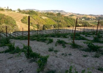 09 Carassai - Vigneto,uliveto e seminat - Terreno agricolo Carassai - foto 14