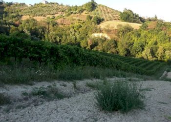 010 Carassai - Vigneto,uliveto e semina - Terreno agricolo Carassai - foto 15