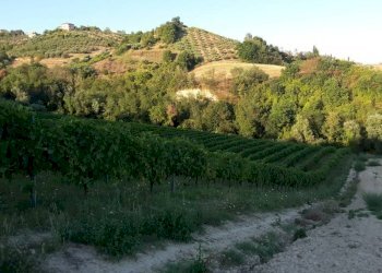 011 Carassai - Vigneto,uliveto e semina - Terreno agricolo Carassai - foto 16