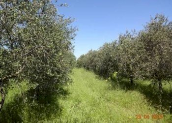 01.jpg - Agriturismo Castellana Grotte - foto 17