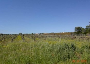 02.jpg - Agriturismo Castellana Grotte - foto 18