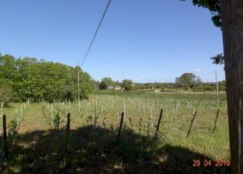 03.jpg - Agriturismo Castellana Grotte - foto 19