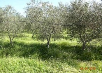 08.jpg - Agriturismo Castellana Grotte - foto 8